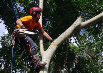 What Does An Arborist Do?