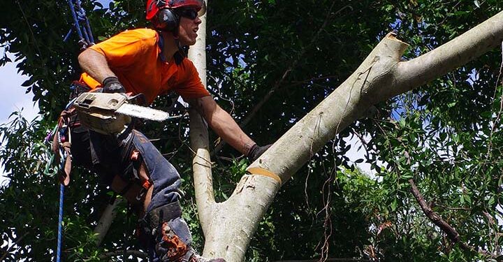 What Does An Arborist Do?