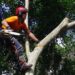 What Does An Arborist Do?